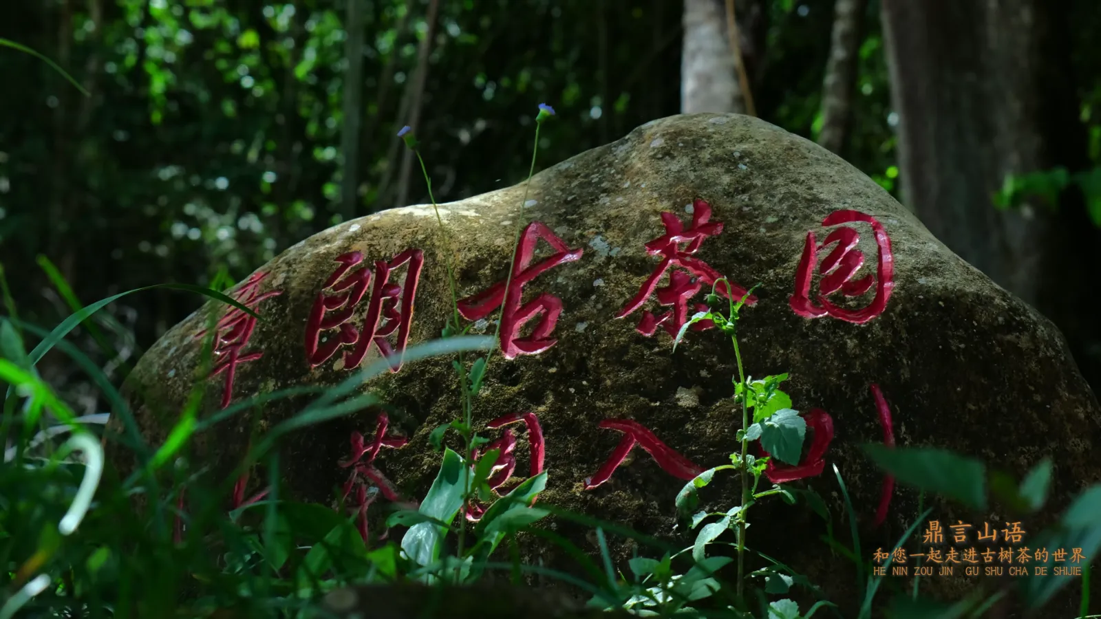 云南巴达山古茶园