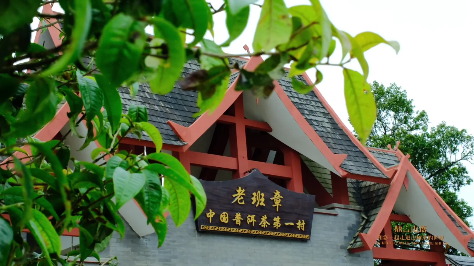 云南老班章古茶园